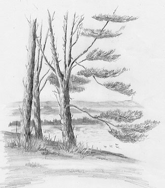 Pencil drawing of scots pine trees and lake