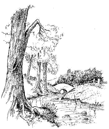 Pen and ink of trees overhanging river