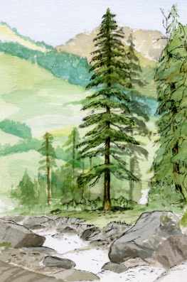 Watercolour and ink of trees at Unter Dem Birg