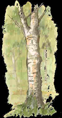 Lines on a silver birch trunk